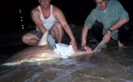 Beach Shark Fishing Singer Island&nbsp;2-12-2009