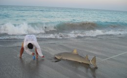 Beach Shark Fishing April&nbsp;2009