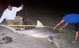 Bridge Shark Fishing – Run Of The Bulls April&nbsp;2008