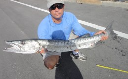 New Recreational and Commercial Bag Limits for Barracuda in&nbsp;2015
