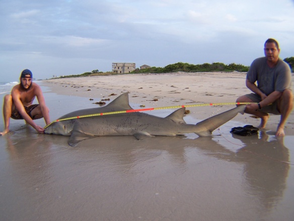 Advice for shark fishing from the surf? Florida