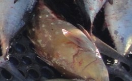 If you Didn’t Know Report&nbsp;6-20-2013