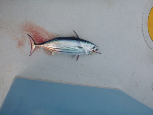 Herb's skipjack on a jig