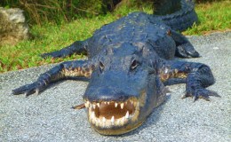 Shark Valley Bicycling&nbsp;Adventure