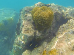 Brain Coral in St Maarten