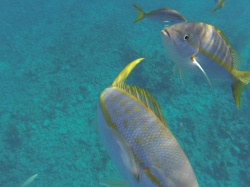 Grand Turk Wall Yellow Tail Snappers