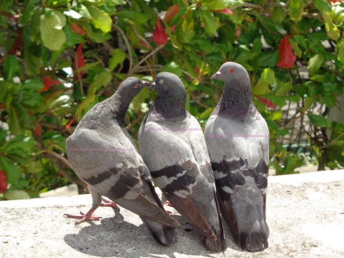 Kissing Birds Las Palomas Park, Puerto Rico