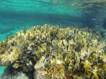 reef in Cozumel Mexico