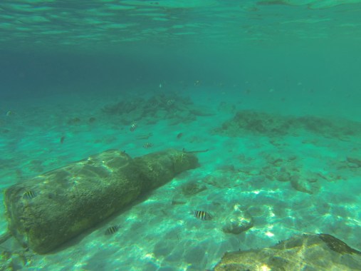 Sargent Major fish in Cozumel Mexico