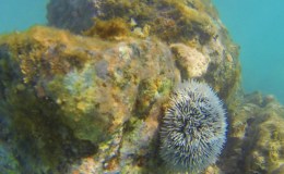 St. Maarten “Tiki Hut Relax & Snorkel”&nbsp;01-2014