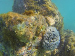 Sea Urchin in St Maarten