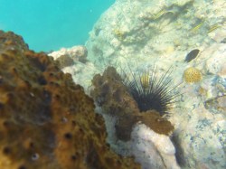 wrasses in St Maarten