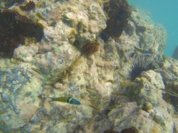 wrasses in St Maarten