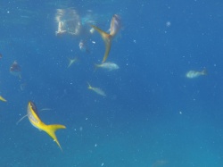 yellow tail snappers in puke-Grand Turk 2014