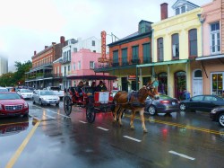 Mule in New Orleans