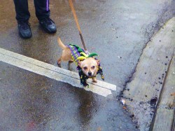 woof parade New Orleans 6