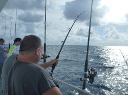 permitchaser fighting a Gag Grouper