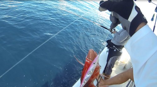 Herbert and am American Red Snapper