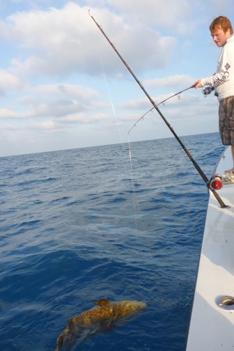 Adam's Goliath Grouper