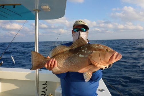 Herbert's Red Grouper 2