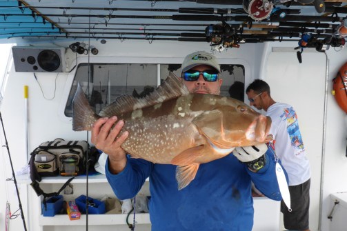 Herbert's Red Grouper 3