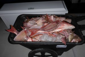 Previous Night's Catch