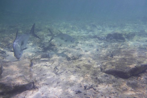 Cayman Islands038