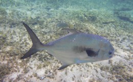 I Shot a Permit Fish In Cayman&nbsp;Islands