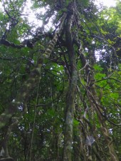 Isla Roatan Reef & Island041