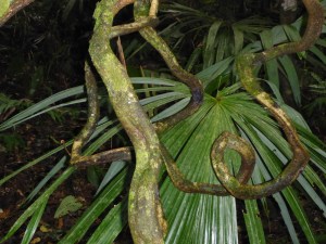 Isla Roatan Reef & Island042