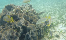 Isla Roatan, Honduras Snorkel & Free Diving&nbsp;Adventure