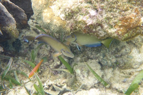 Isla Roatan Reef & Island019
