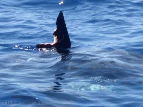 Fishing Capt Easy-3-1