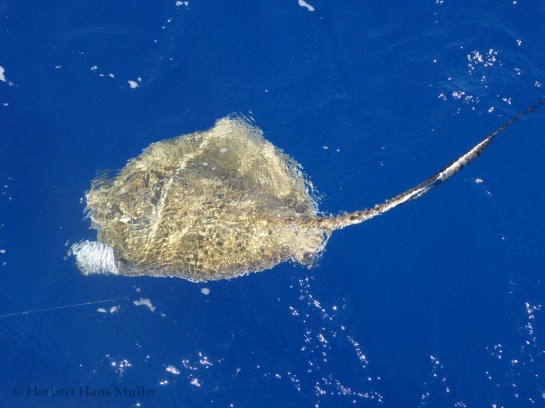 Fishing Capt Easy-4-1