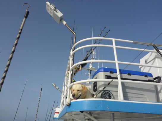 Pulley Ridge 06-201668