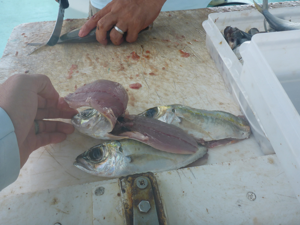 MarquesasRebbeca201810