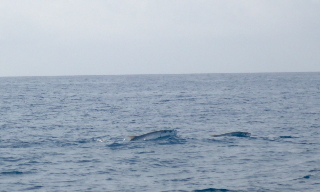 Tarpon migrating